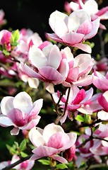 Image showing Spring trees in bloom