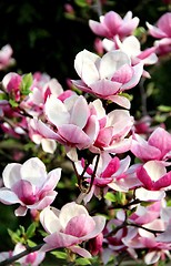 Image showing Spring trees in bloom