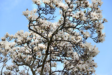 Image showing Spring trees in bloom