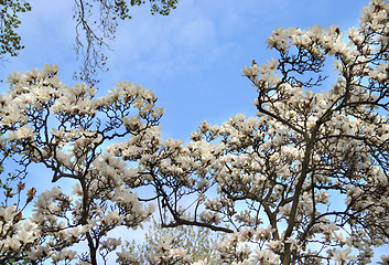 Image showing Spring trees in bloom