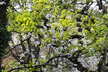 Image showing Spring trees in bloom