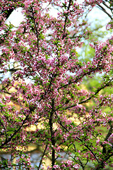 Image showing Cherry tree in bloom