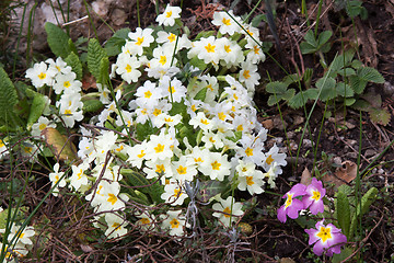 Image showing Primrose