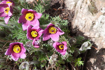 Image showing Pasque flower