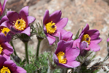 Image showing Pasque flower