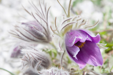 Image showing Pasque flower