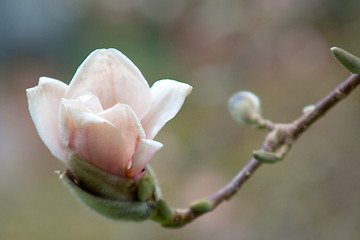 Image showing Magnolia