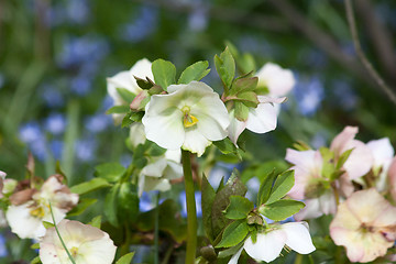 Image showing Helleborus niger