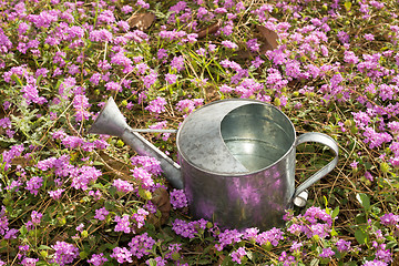 Image showing Gardening