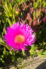 Image showing Ice plant