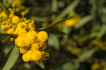 Image showing Flowering acacia branch