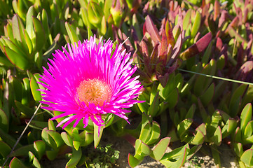 Image showing Ice plant flower