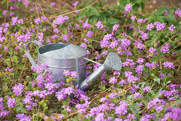 Image showing Flower bed in spring