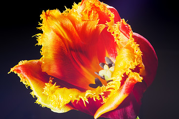 Image showing tulip