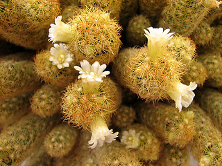 Image showing White cactus flowers