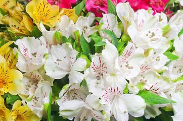 Image showing flowers