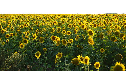 Image showing Field with sunflowers