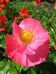 Image showing beautiful flower of red poppy