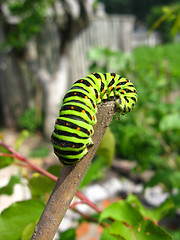 Image showing caterpillar of butterfly machaon on the stick