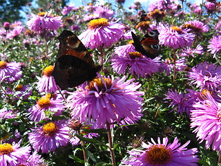 Image showing butterflies of peacock eye sitting on the asters