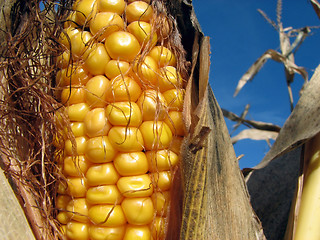 Image showing Golden corn and the blue sky