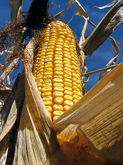 Image showing Golden corn in the cornfield