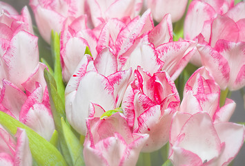 Image showing Tulips