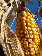 Image showing Golden corn in the cornfield