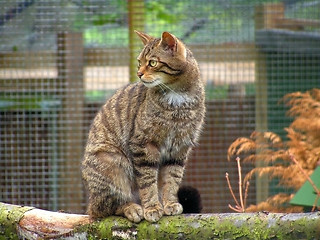 Image showing Cat