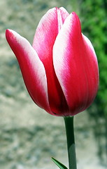 Image showing Tulip close up