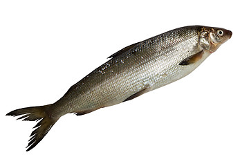 Image showing fresh whitefish