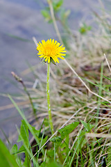 Image showing dandelion