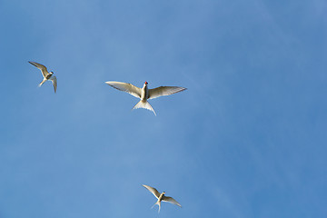 Image showing arctic tern, sterna paradisaea