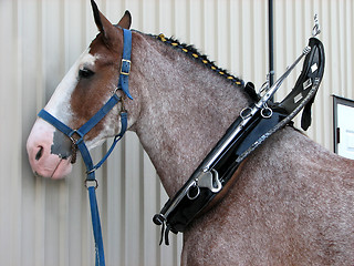 Image showing Ready for the horse show