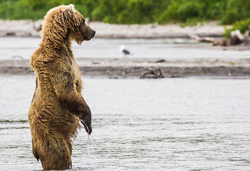 Image showing The brown bear fishes