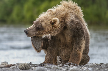 Image showing bear cub