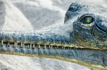 Image showing Gavial in Chitwan National Park