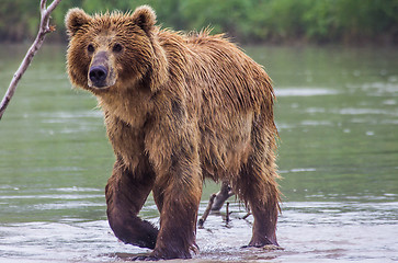 Image showing The brown bear fishes