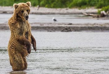 Image showing The brown bear fishes