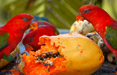 Image showing Rainbow lorikeets in a manger requests food. Mango.