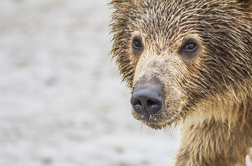 Image showing bear cub