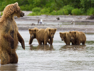 Image showing The brown bear fishes