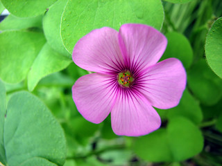 Image showing Perfect flower