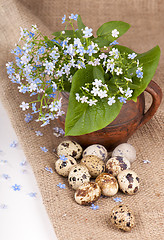 Image showing quail eggs and forget-me-not flowers