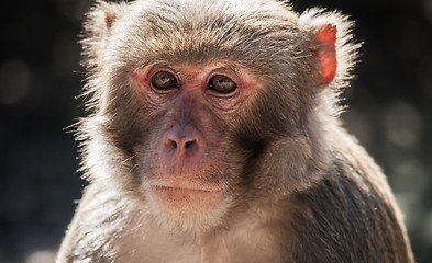 Image showing The rhesus macaque monkey (Macaca mulatta)