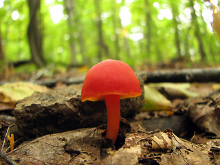 Image showing Shiny red mushroom