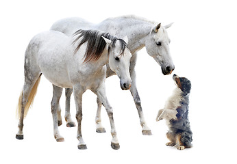 Image showing camargue horses and australian sheepdog