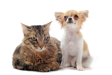Image showing norwegian cat and chihuahua