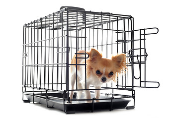 Image showing chihuahua in kennel