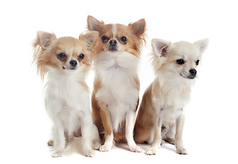 Image showing three chihuahuas